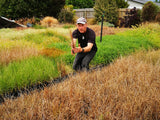 50x Carex Buchananii - $2.99 each