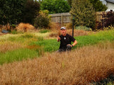 50x Carex Buchananii - $2.99 each