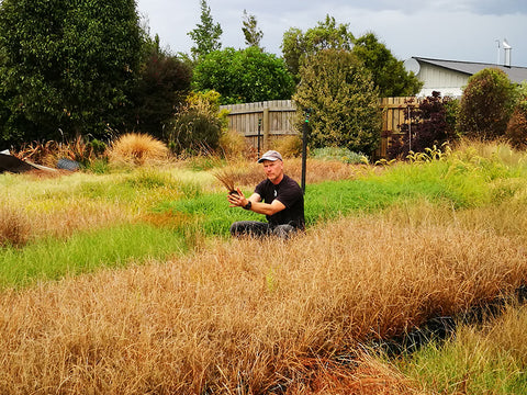 10x Carex Buchananii - $3.99 each