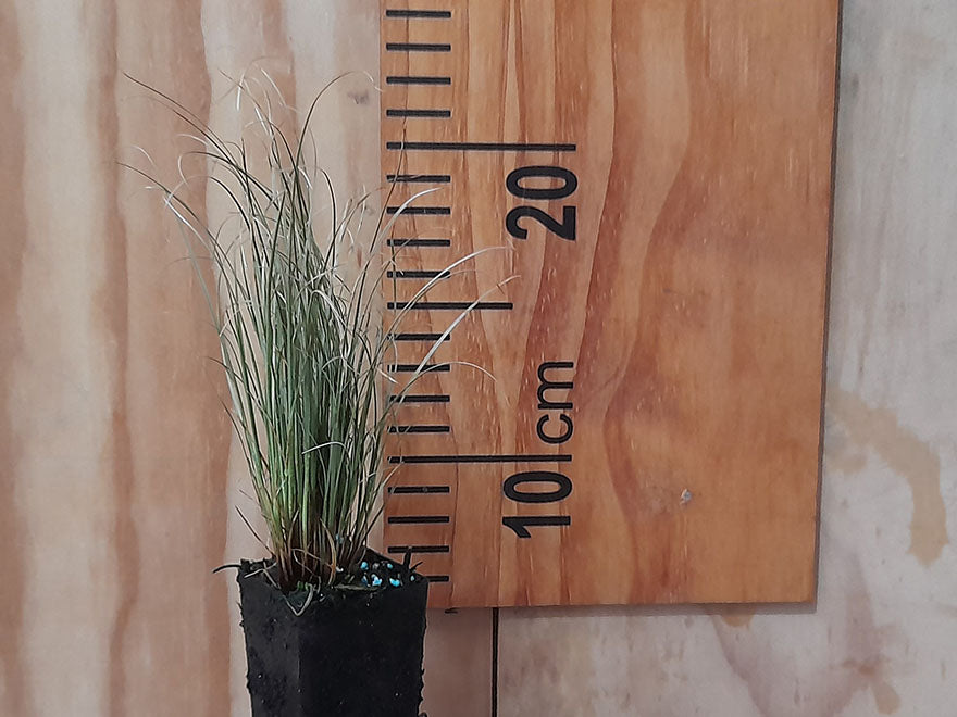 100x Carex Frosted Curls - $1.99 each