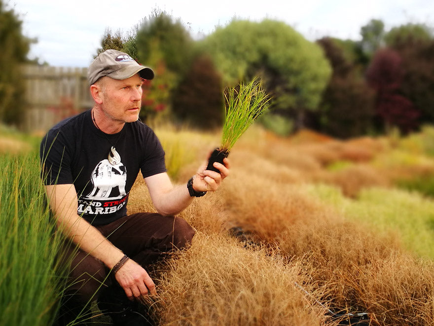 100x Carex Frosted Curls - $1.99 each