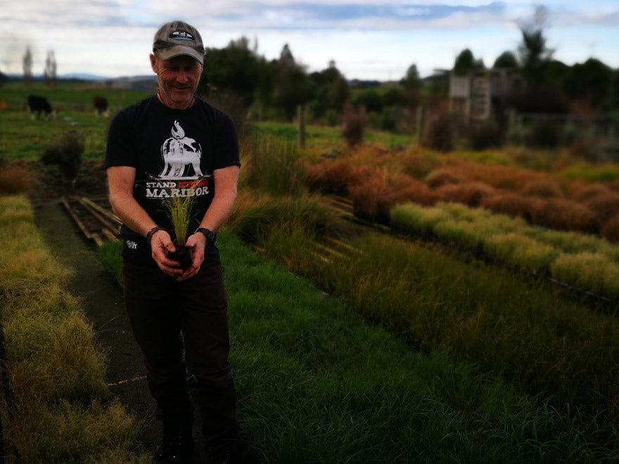 100x Carex Frosted Curls - $1.99 each