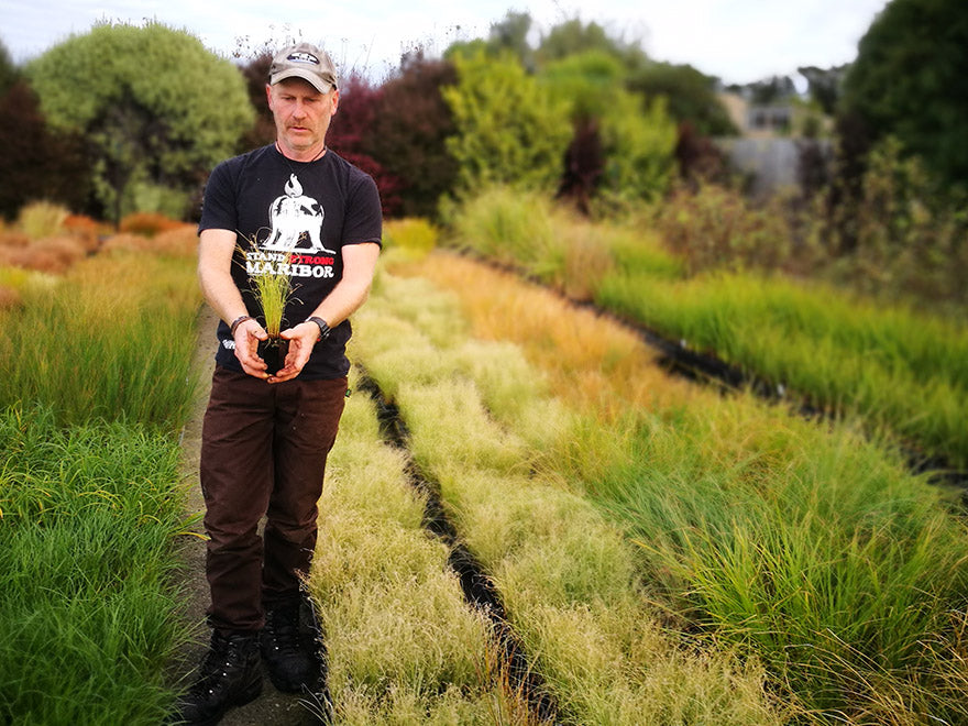 10x Carex Frosted Curls - $1.99 each