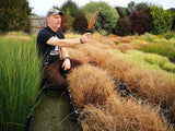 10x Carex Comans Red - $3.99 each