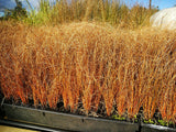 10x Carex Comans Red - $3.99 each