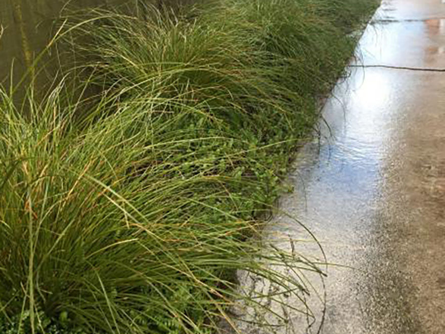 10x Carex Dipsacea - $2.99 each