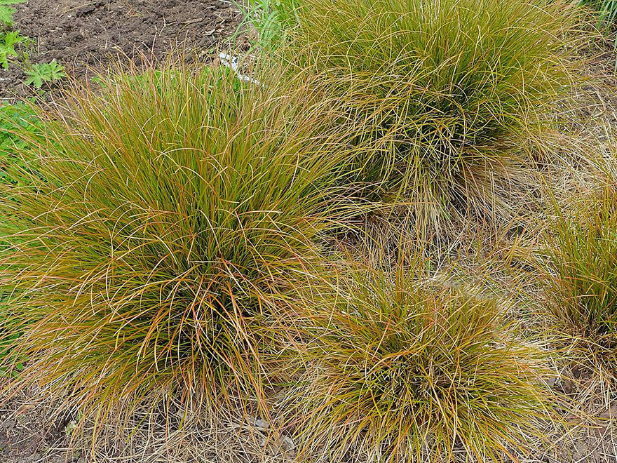 10x Carex Mixed Grasses - 99c each