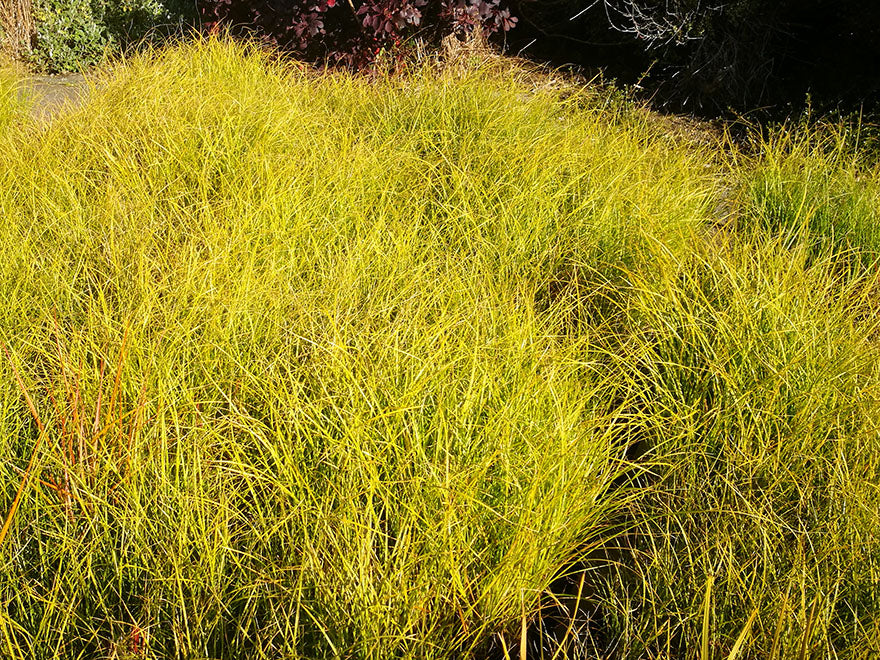 50x Carex Dipsacea - $2.69 each