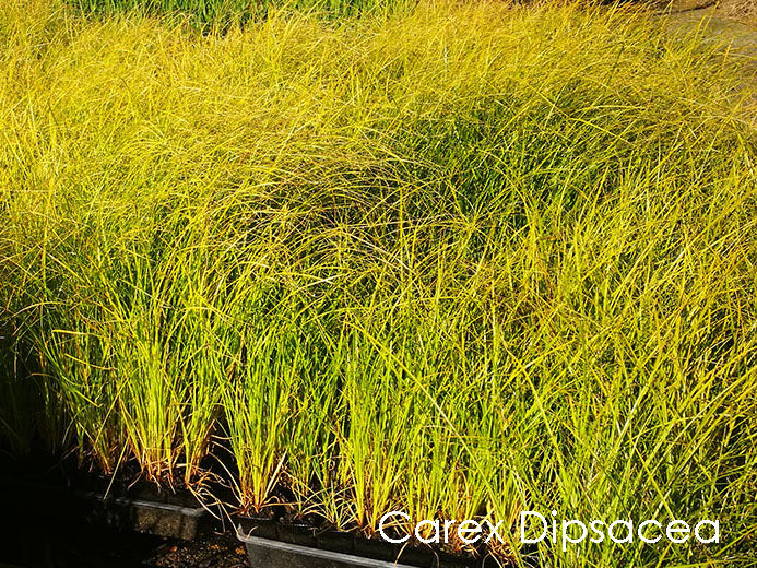 60x Clearance Native Combo - $1.99c each - Super Cheap