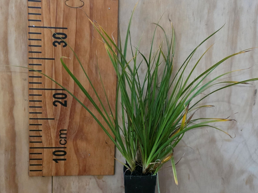 500x Clearance Native Combo - $1.99c each