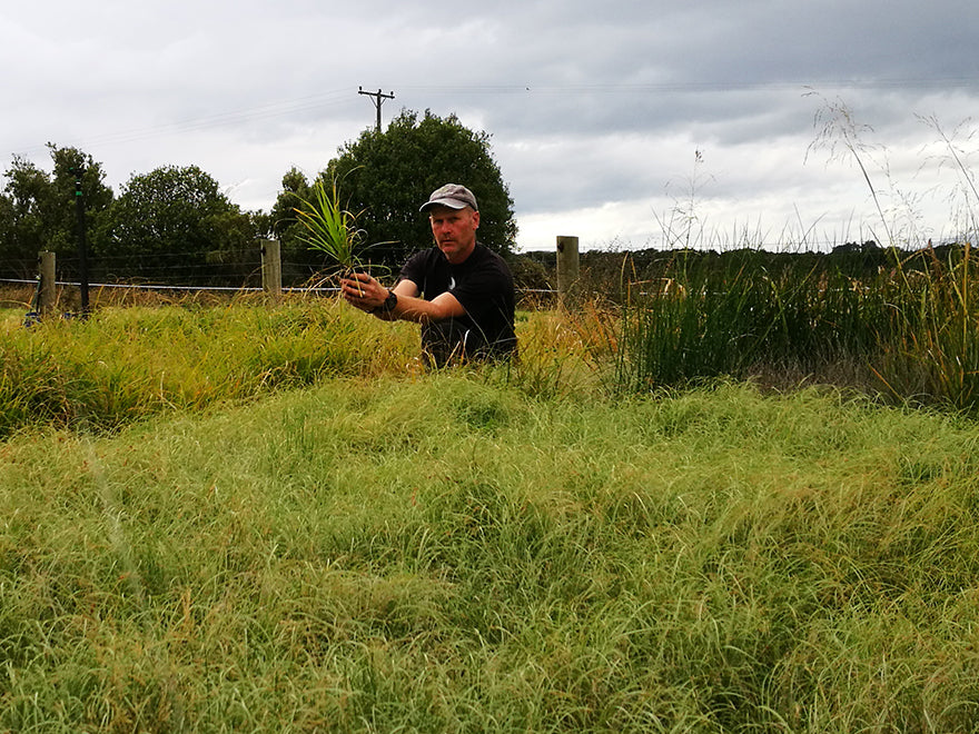 100x Carex Dissita - $2.99 each