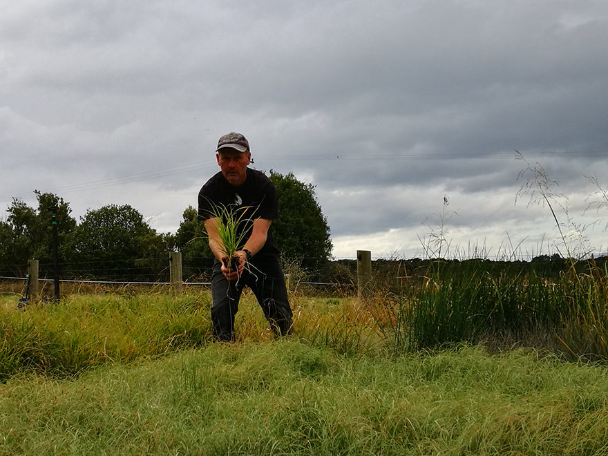 100x Carex Dissita - $2.99 each