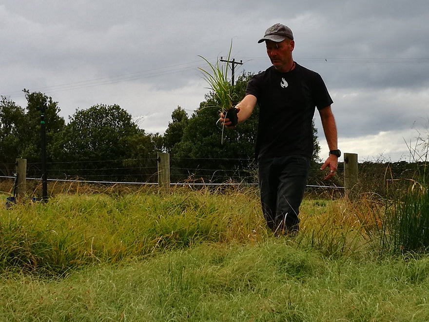 50x Carex Dissita - $2.99 each