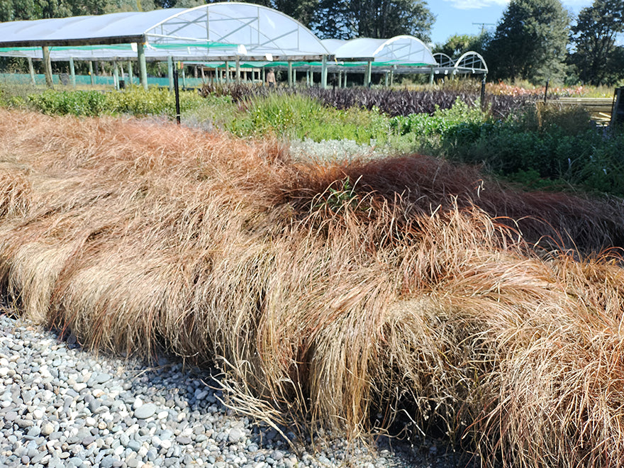 10x Blood Red Grass - $1.39 each
