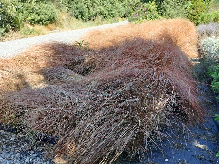 10x Blood Red Grass - $1.39 each