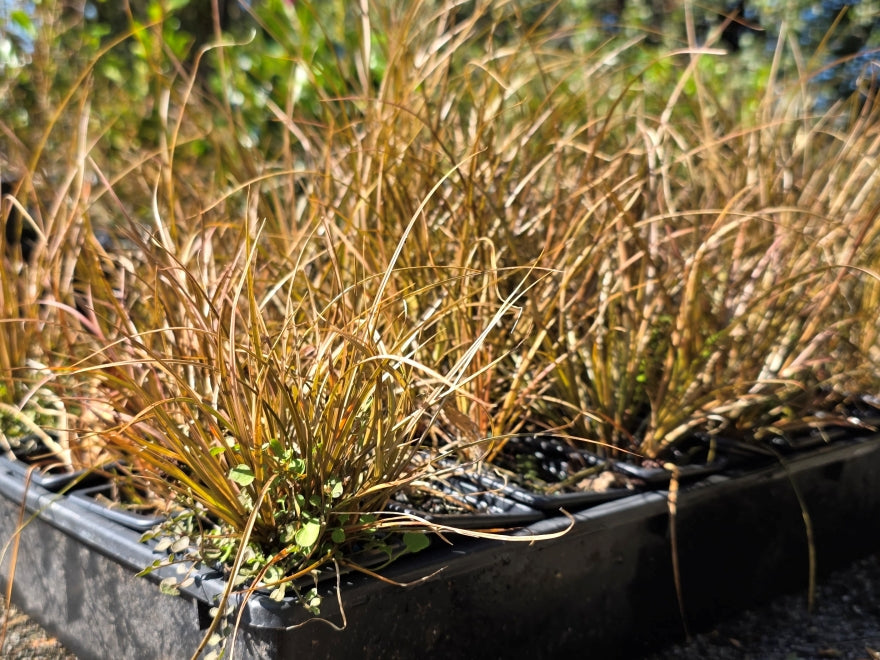 10x Carex Flagellifera Brown - $0.99c each