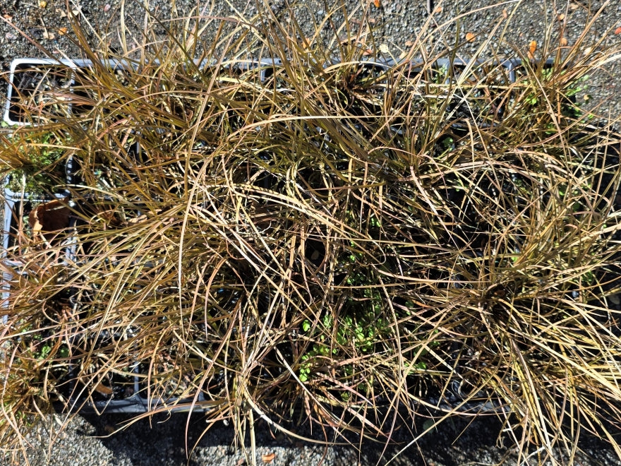 10x Carex Flagellifera Brown - $0.99c each