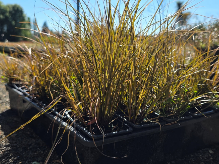 10x Carex Flagellifera Brown - $0.99c each
