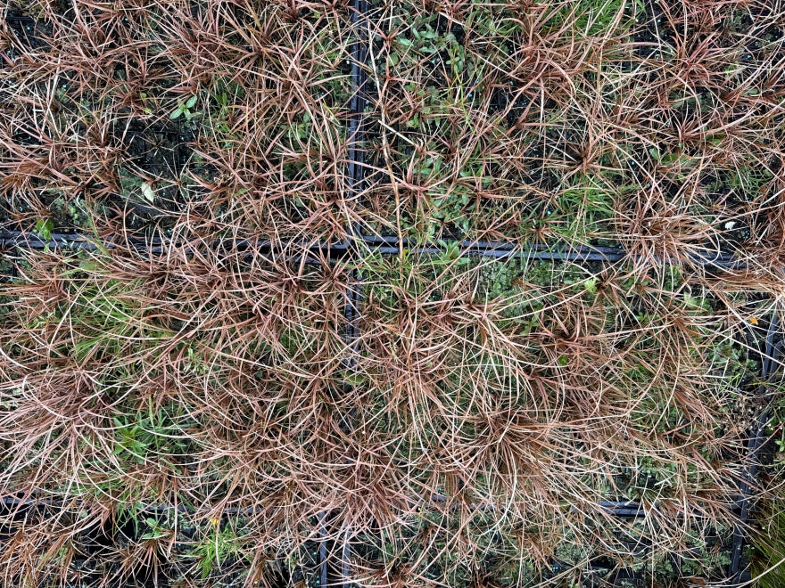 10x Carex Flagellifera Brown - $0.99c each