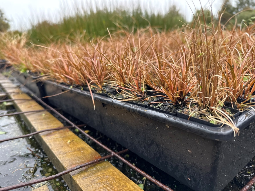 10x Carex Flagellifera Brown - $0.99c each