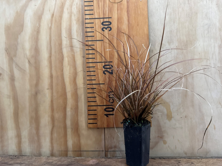 Carex Flagellifera Brown