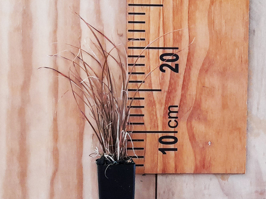 Carex Flagellifera Brown