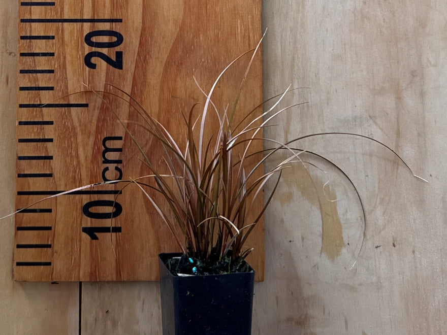 10x Carex Flagellifera Brown - $2.99 each