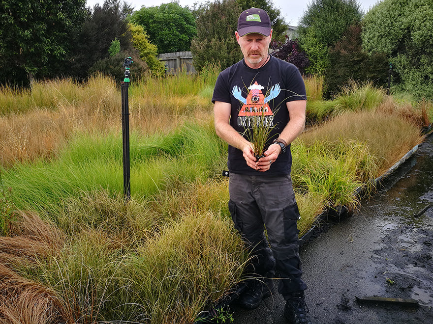 50x Carex Flagellifera Brown - $1.99 each