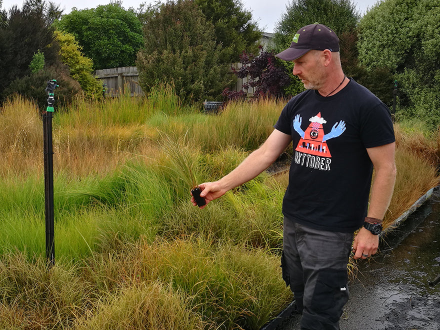 100x Carex Flagellifera Brown - $1.99 each