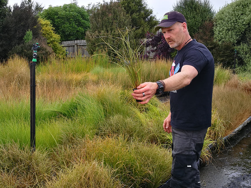 100x Carex Flagellifera Brown - $1.99 each