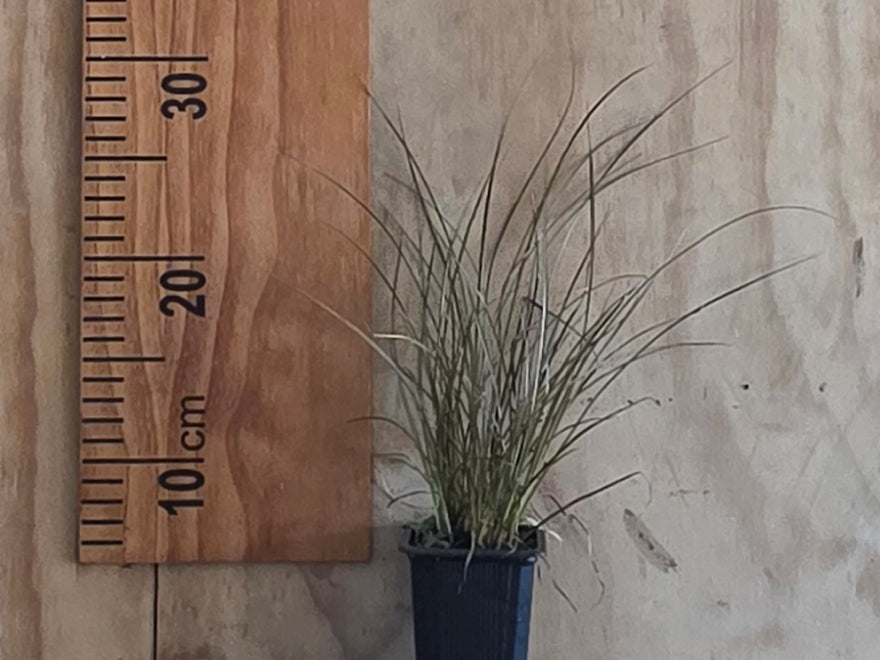 10x Carex Flagellifera Brown - $3.99 each