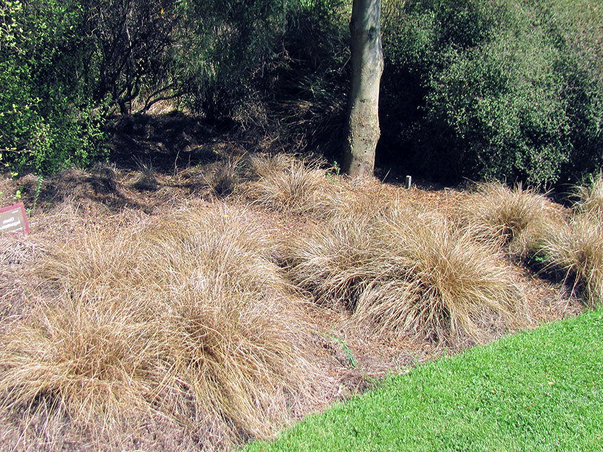 Carex Flagellifera Brown