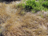 10x Carex Flagellifera Brown - $2.99 each