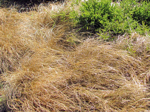 10x Red Carex - $3.99 each