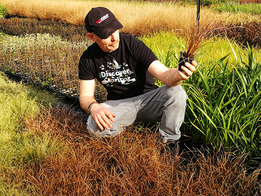 100x Red Carex - $1.99 each
