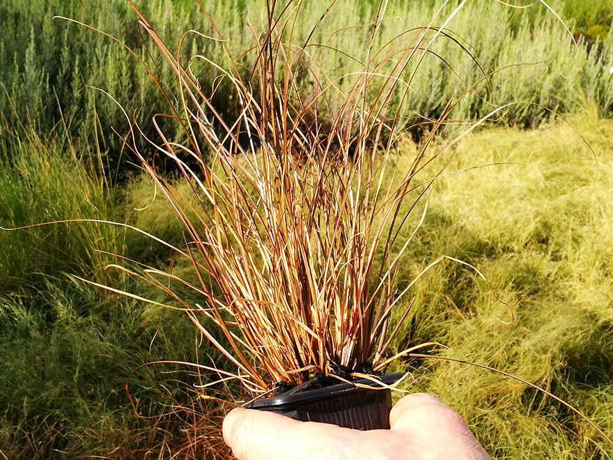 50x Carex Flagellifera Red - $2.99 each