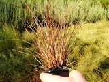 50x Carex Flagellifera Red - $3.59 each