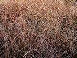 50x Carex Flagellifera Red - $3.59 each