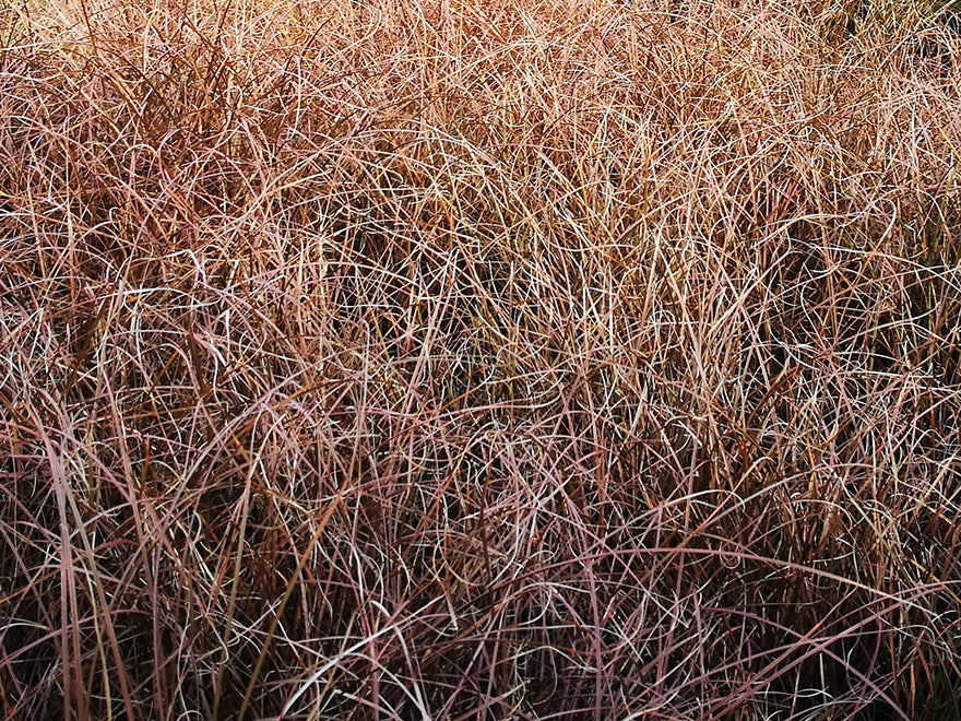 Red Carex