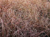 Red Carex