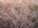 10x Red Carex - $3.99 each