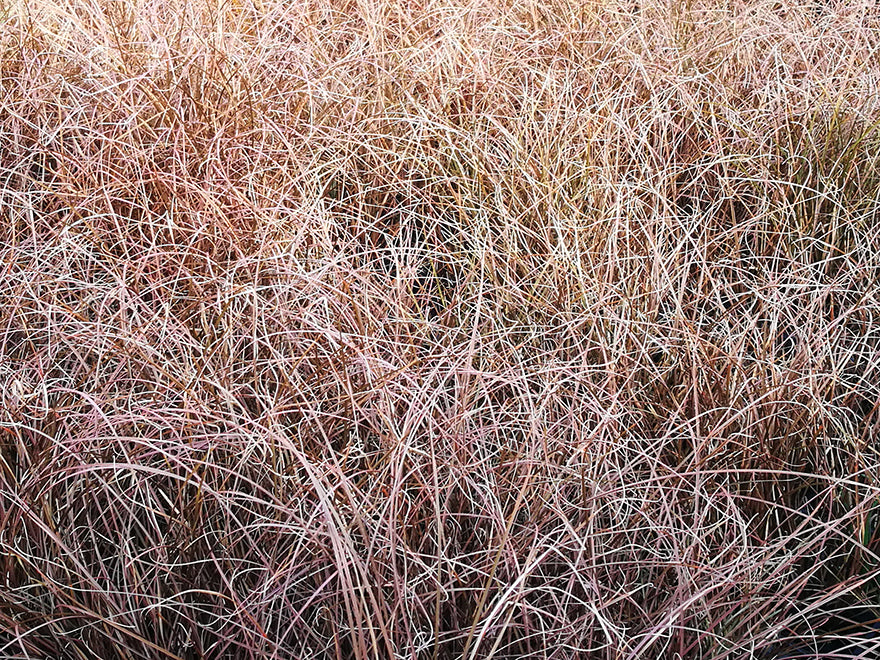 Red Carex