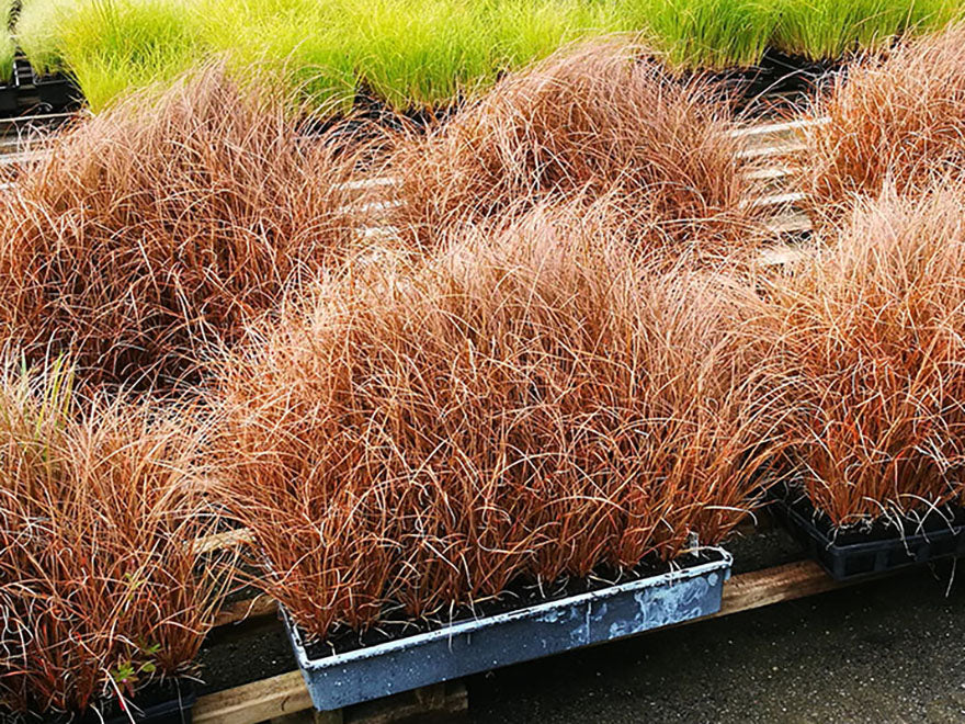 50x Carex Flagellifera Red - $2.99 each