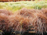 50x Carex Flagellifera Red - $3.59 each