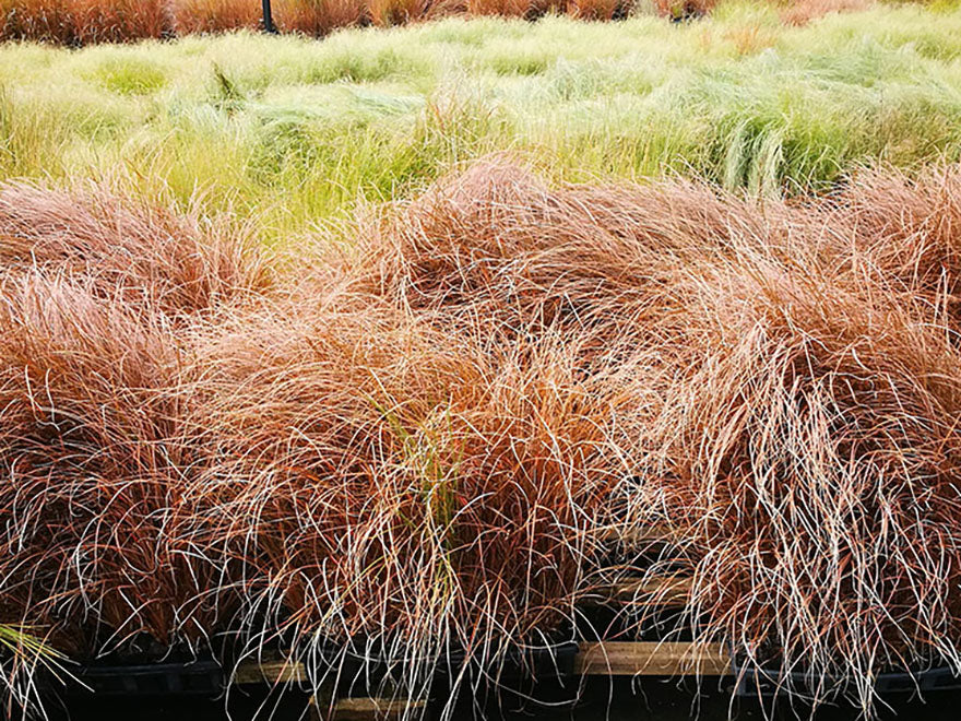 100x Red Carex - $1.99 each
