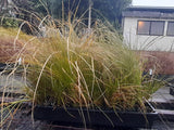 10x Carex Secta - 99c each