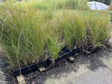 10x Carex Secta - 99c each