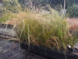 10x Carex Secta - 99c each