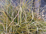 10x Carex Secta - 99c each