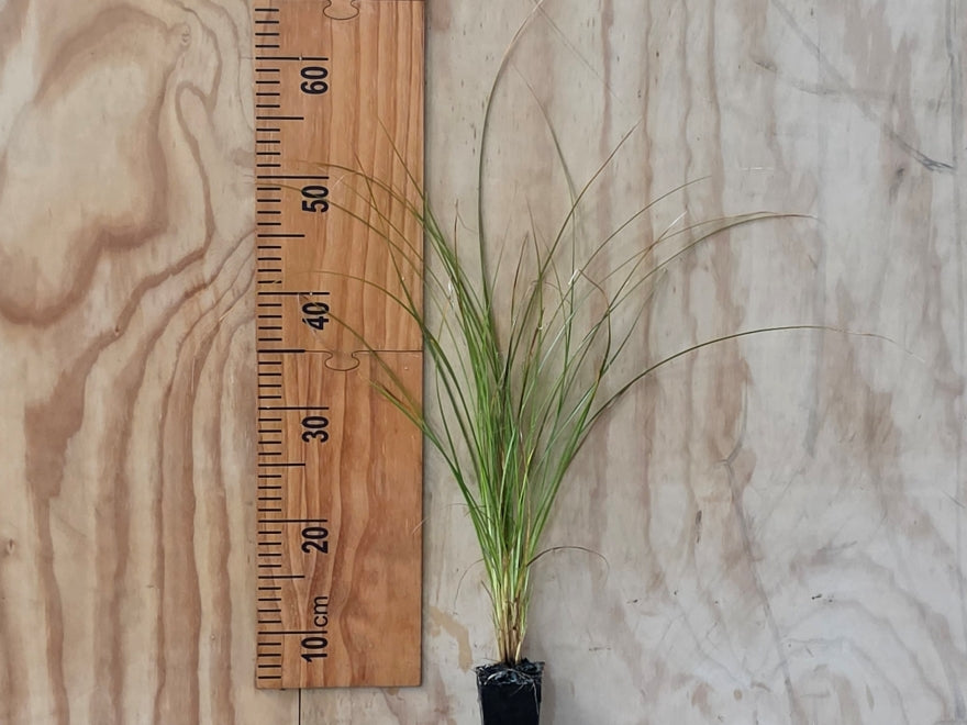 50x Carex Secta - $2.99 each